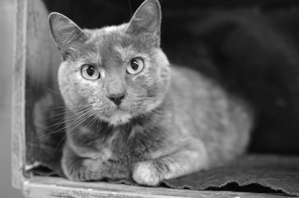 Humane Society Pet of the Week